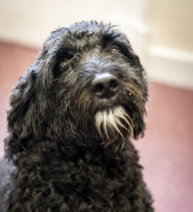 Gelert